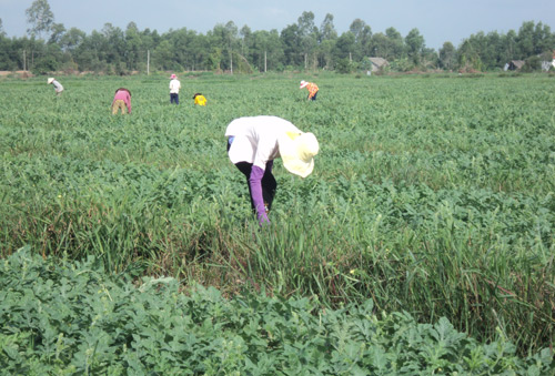 Lão nông “khai sinh” dưa hấu Mỹ Lộc và doanh thu 400 triệu/năm - 3