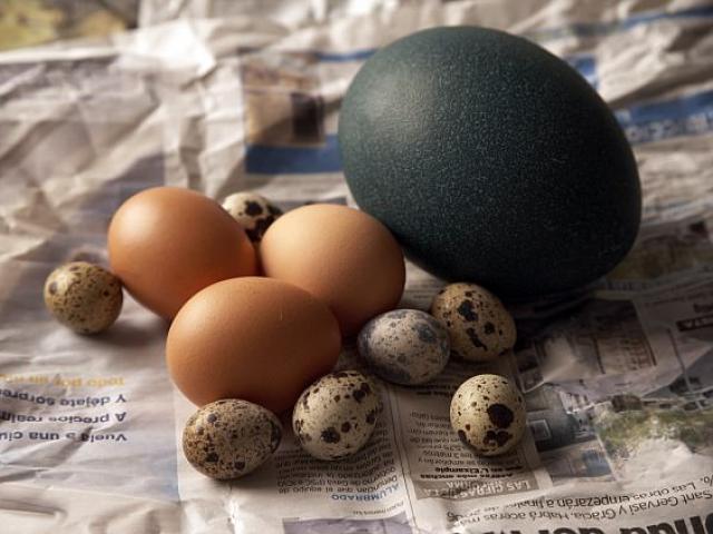 Quả trứng kỳ lạ thu hút 13 triệu lượt xem trên Instagram