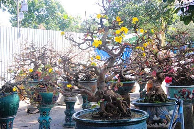 Mai bonsai cổ thụ giá bạc triệu ùn ùn xuống phố tìm đại gia dịp Tết - 11