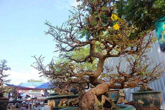 Mai bonsai cổ thụ giá bạc triệu ùn ùn xuống phố tìm đại gia dịp Tết - 3