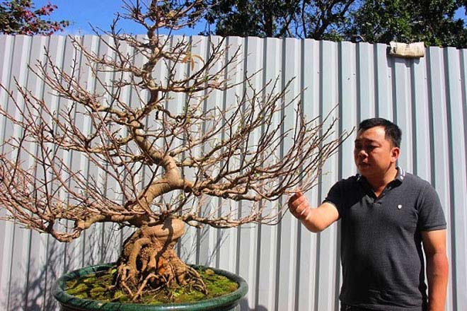 Mai bonsai cổ thụ giá bạc triệu ùn ùn xuống phố tìm đại gia dịp Tết - 9