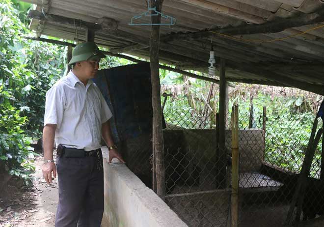 Nuôi đàn lợn mán bán tết, lãi hàng trăm triệu/năm-Thị trường