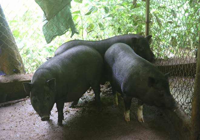 Nuôi đàn lợn mán bán tết, lãi hàng trăm triệu/năm-Thị trường