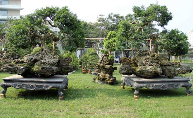 Cặp sanh hình “thần kim quy” hớp hồn người xem tại “khu nhà giàu” ở SG Cặp sanh hình “thần kim quy” hớp hồn người xem tại “khu nhà giàu” ở SG