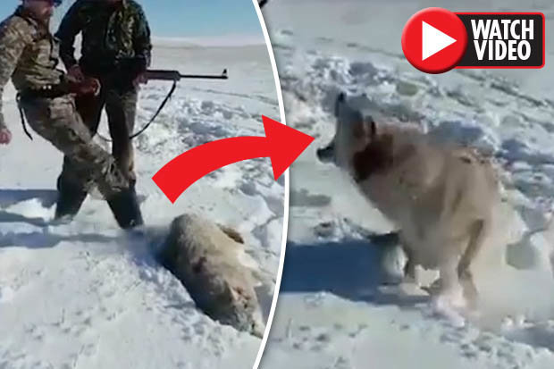 Video: Chó sói bị “bắn chết” bật dậy tấn công thợ săn - 1