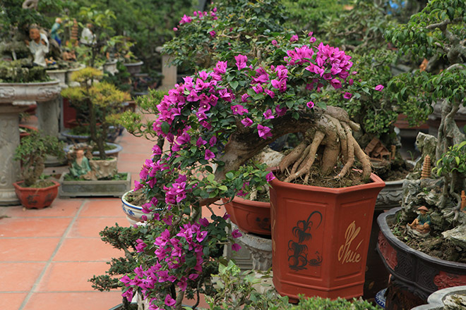 Mãn nhãn vườn hoa giấy bonsai của người “trăm nghề quái kiệt” - 3
