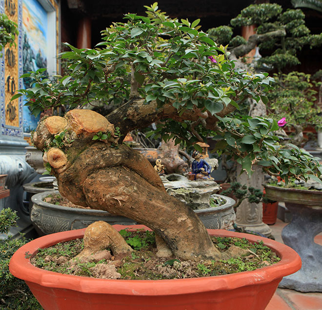 Mãn nhãn vườn hoa giấy bonsai của người “trăm nghề quái kiệt” - 6