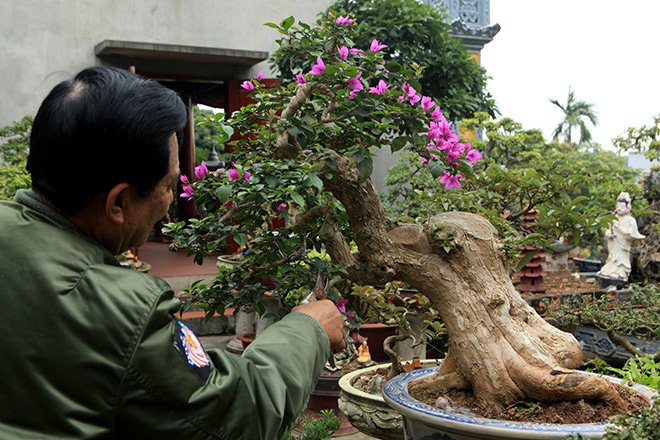 Mãn nhãn vườn hoa giấy bonsai của người “trăm nghề quái kiệt” - 5