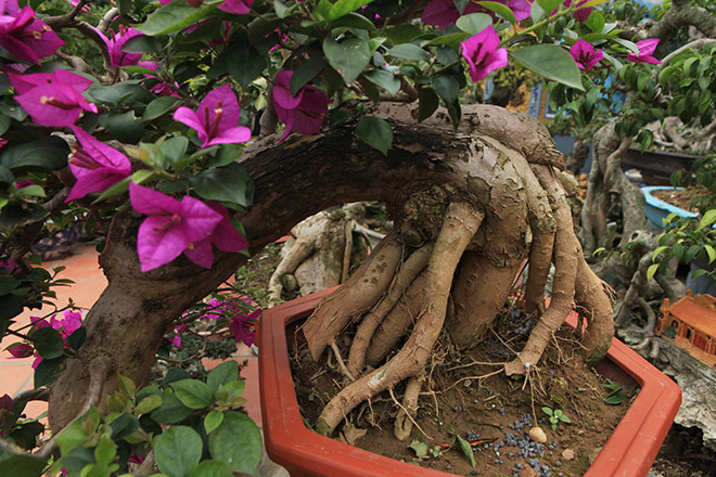 Mãn nhãn vườn hoa giấy bonsai của người “trăm nghề quái kiệt” - 4