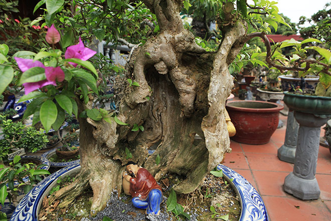 Mãn nhãn vườn hoa giấy bonsai của người “trăm nghề quái kiệt” - 7