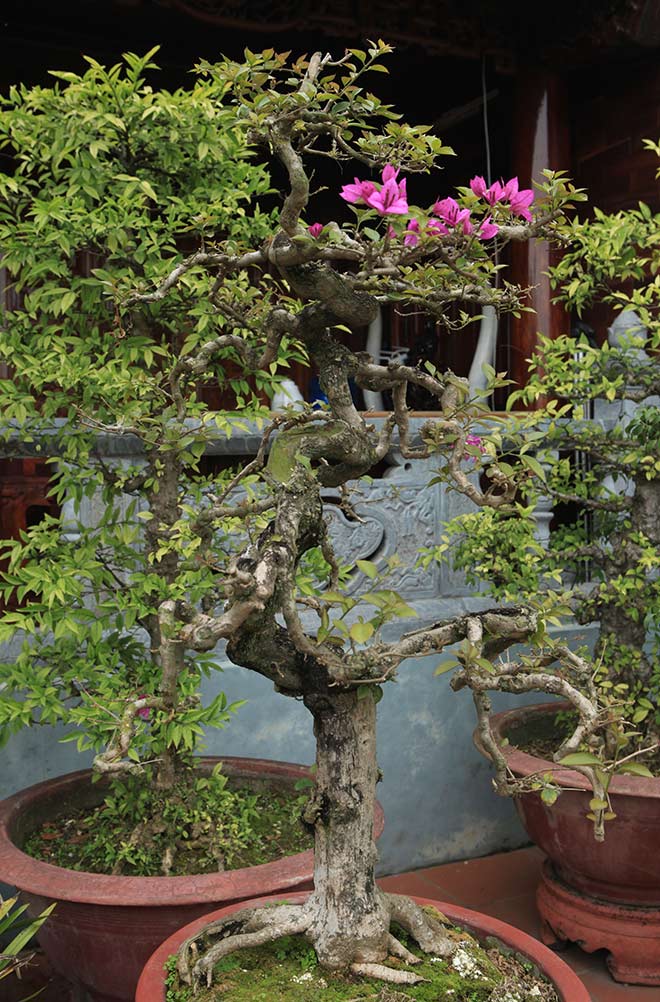 Mãn nhãn vườn hoa giấy bonsai của người “trăm nghề quái kiệt” - 10