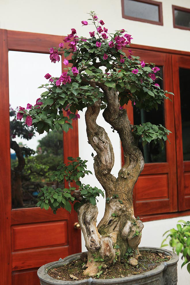 Mãn nhãn vườn hoa giấy bonsai của người “trăm nghề quái kiệt” - 12