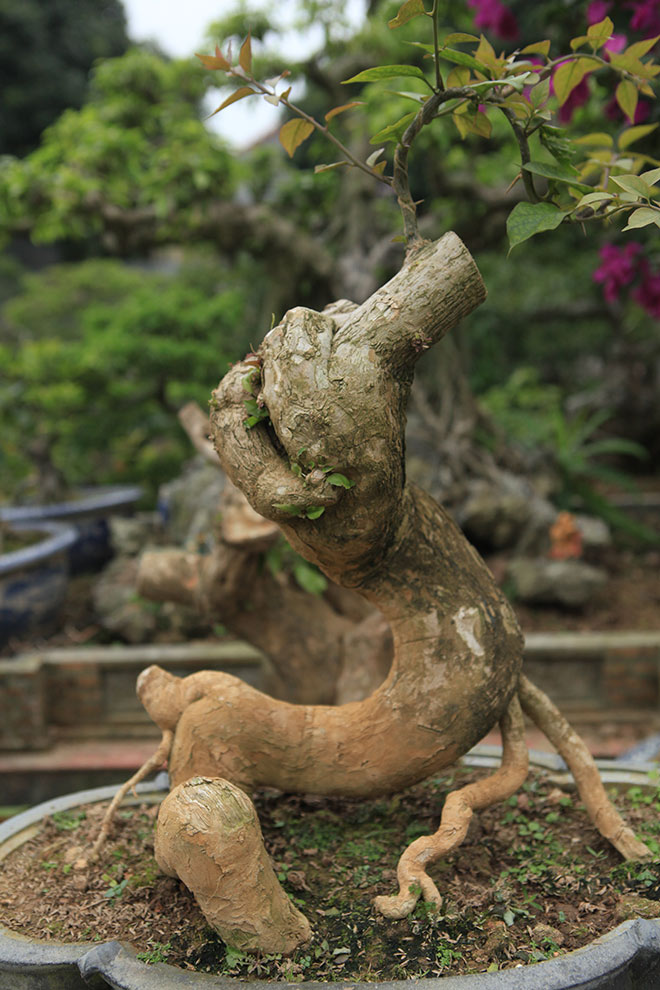 Mãn nhãn vườn hoa giấy bonsai của người “trăm nghề quái kiệt” - 13
