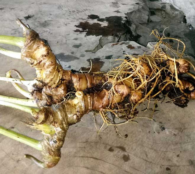 Củ sâm Ngọc Linh nặng 800g được trả giá 400 triệu đồng Củ sâm Ngọc Linh nặng 800g được trả giá 400 triệu đồng