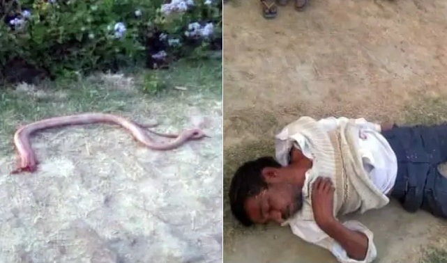Ấn Độ: Cắn đứt đầu rắn để trả thù rồi lăn quay bất tỉnh - 1