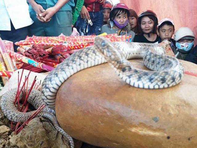 Dân ùn ùn xem mẹ con ”rắn thần” xuất hiện trên mộ vô danh