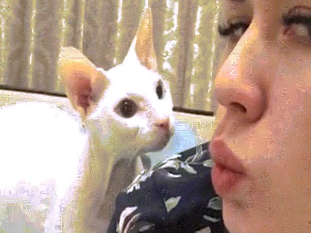 Mèo tát vào mặt cô chủ đang chụp ảnh “tự sướng”