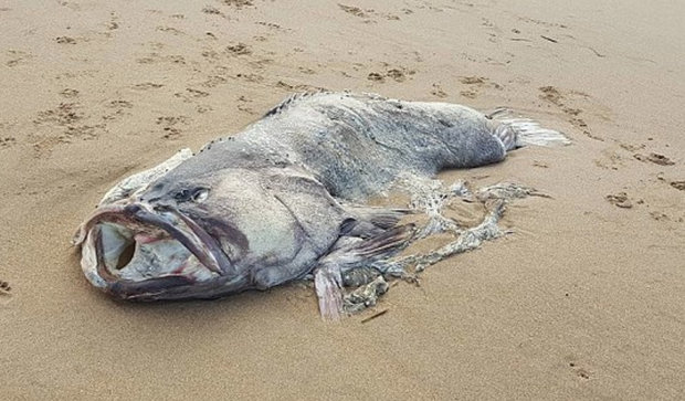 Xác “quái vật” biển nặng 1,5 tạ trôi dạt vào bờ biển Úc - 2
