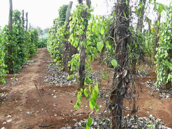 Giá tiêu còn 57.000 đ/kg, các “vua tiêu” chuyển sang… trồng bưởi - 2