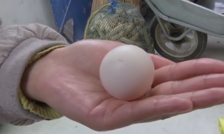 Bé xíu, hình dáng kỳ quặc nhưng quả trứng gà này có thể bán với giá 15 triệu đồng - 1