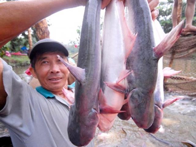 Nỗi oan con cá tra Việt Nam và sự vô lý của Mỹ