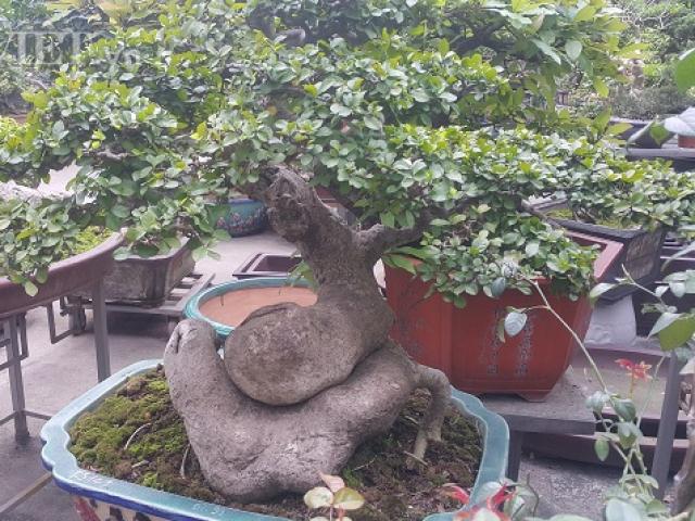 Bất ngờ: Một cây duối bonsai 40 tuổi gốc cực dị được trả 300 triệu
