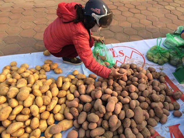 Sau su hào, củ cải đến lượt khoai tây rớt giá thảm còn 3.000 đ/kg