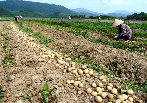 Sau su hào, củ cải đến lượt khoai tây rớt giá thảm còn 3.000 đ/kg - 1