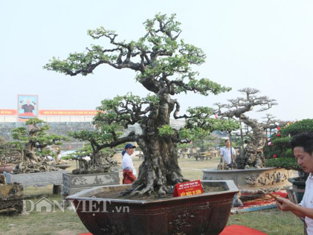 Khế cổ thụ "kết mộc vi sơn" hiếm có ở Việt Nam giá 6 tỷ đẹp cỡ nào?