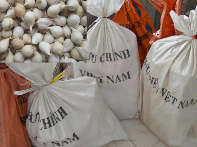 Đang chính vụ thu hoạch, tỏi nơi khác vẫn "tuồn" về đảo tỏi Lý Sơn