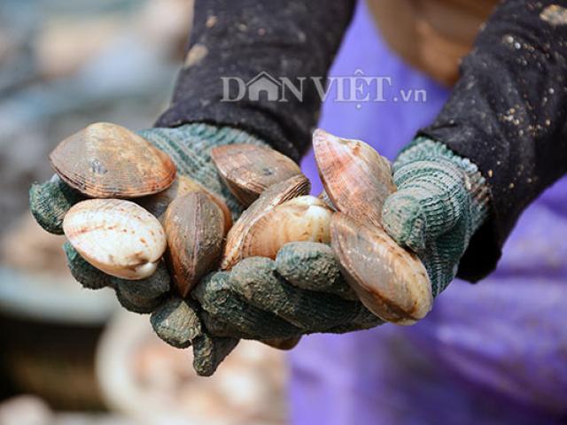 Xôn xao chuyện ngao 2 cùi cho thu lãi 5-7 tỷ đồng ở xã đảo Bản Sen