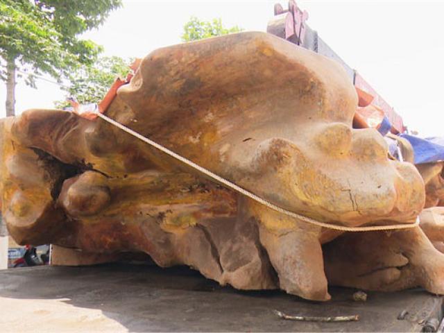 Đồng Tháp: Chiêm ngưỡng gốc cây cổ thụ "khủng", giá hơn 2 tỷ đồng
