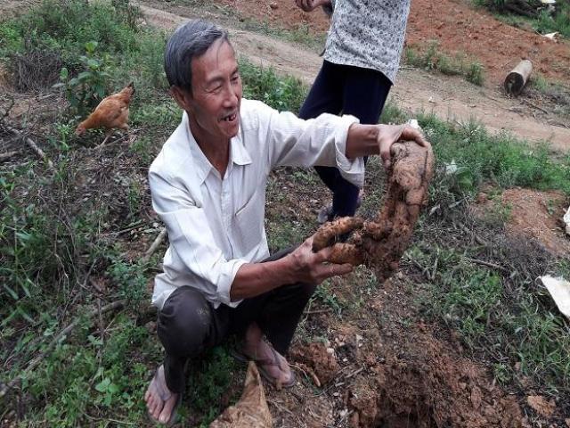 Mang cây dại về vườn, tốn có tí phân, thu 200 triệu/năm