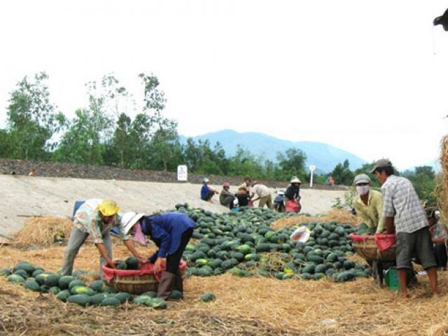 Thương lái Trung Quốc “ăn hàng”, giá dưa hấu tăng vọt lên 8.000đ/kg