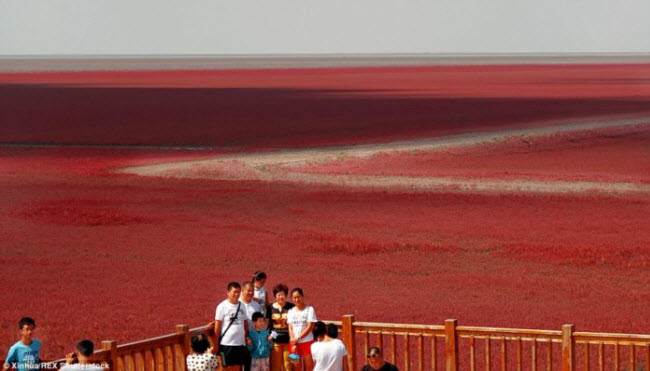 Bãi biển đỏ rực như bể máu khiến du khách không dám nhúng chân - 3