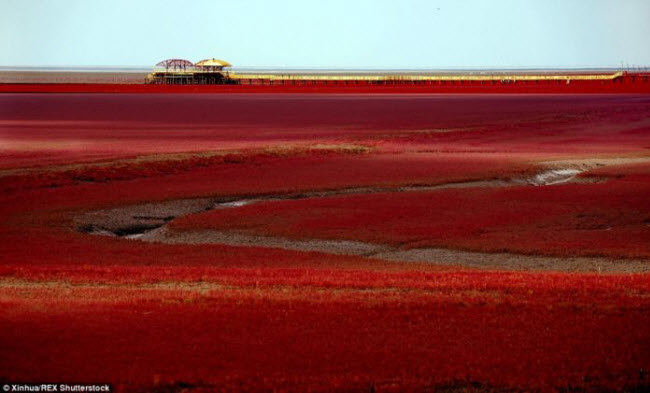 Bãi biển đỏ rực như bể máu khiến du khách không dám nhúng chân - 1