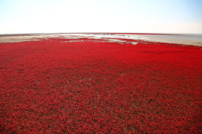 Bãi biển đỏ rực như bể máu khiến du khách không dám nhúng chân - 12
