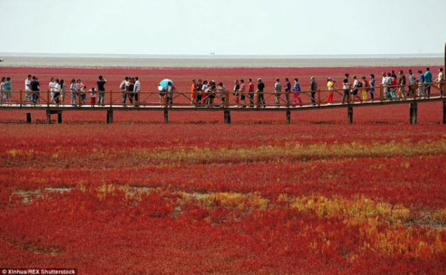 Bãi biển đỏ rực như bể máu khiến du khách không dám nhúng chân - 4