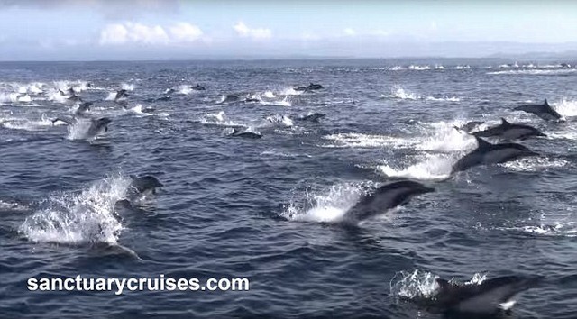 8 cá voi sát thủ truy sát nghìn cá heo - 1