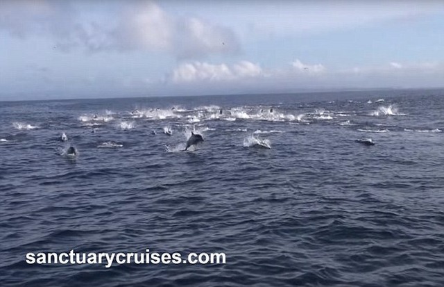 8 cá voi sát thủ truy sát nghìn cá heo - 2