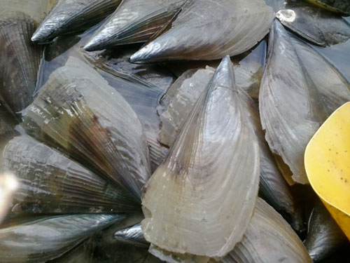 15 món ăn hải sản ngon nổi tiếng không nên bỏ qua - 14