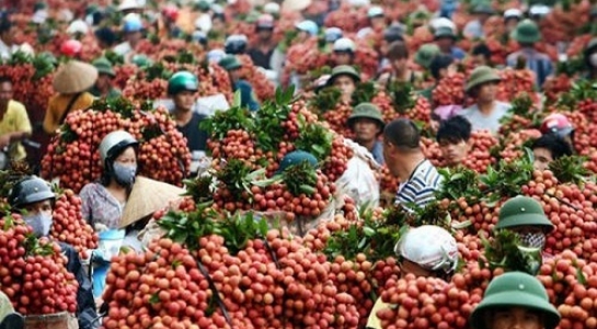 Vải thiều Bắc Giang ồ ạt xuất sang Mỹ, Úc, Anh - 1