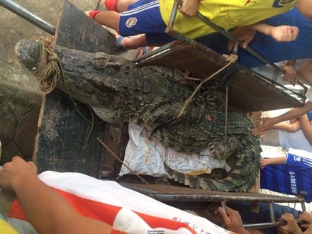 Bắt được cá sấu hơn 70kg ở hồ câu nổi tiếng Hà Nội Bắt được cá sấu hơn 70kg ở hồ câu nổi tiếng Hà Nội