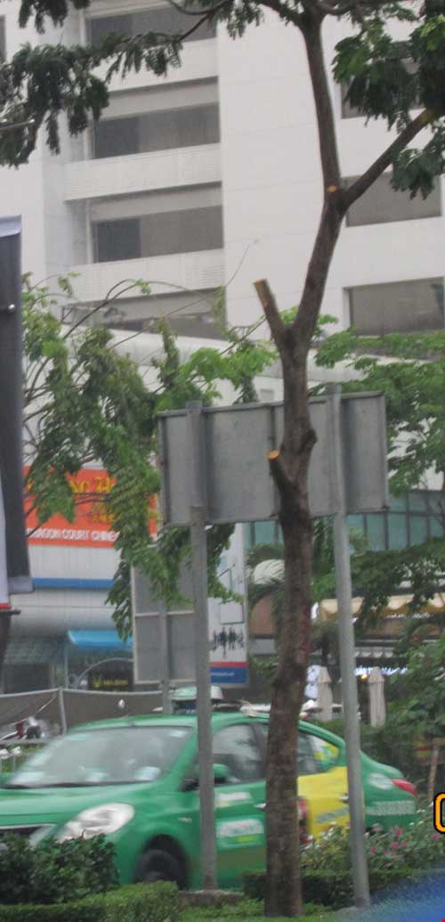 TPHCM: Nhóm người bí ẩn cắt trụi hàng cây ở đường Trường Sơn - 2