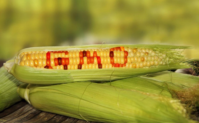 Lý do thực phẩm GMO không dán nhãn trên thị trường? - 1