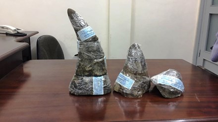 Phát hiện 7 khúc sừng tê giác trị giá hơn 6 tỷ ở Tân Sơn Nhất Phát hiện 7 khúc sừng tê giác trị giá hơn 6 tỷ ở Tân Sơn Nhất