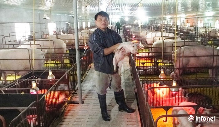 Gánh nợ hàng trăm tỷ, hàng ngàn con lợn nái biến thành... "con nghiện" Gánh nợ hàng trăm tỷ, hàng ngàn con lợn nái biến thành... "con nghiện"