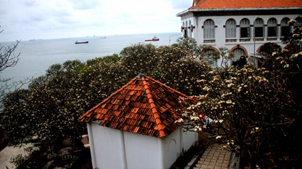 Rừng hoa sứ nơi vua Thành Thái bị giam lỏng nở hoa tuyệt đẹp - 1