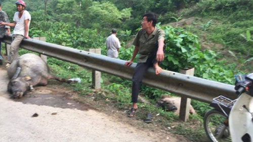 Xe tải rơi vực sau khi đâm trâu nghé chết la liệt trên đường Xe tải rơi vực sau khi đâm trâu nghé chết la liệt trên đường