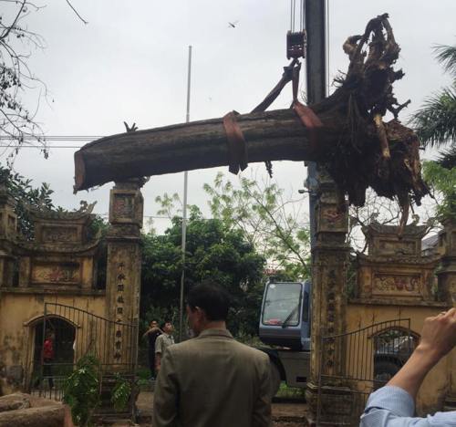 Đại gia gỗ Đồng Kỵ tiết lộ sốc vụ mua cây sưa 200 tuổi ở Đông Cốc Đại gia gỗ Đồng Kỵ tiết lộ sốc vụ mua cây sưa 200 tuổi ở Đông Cốc